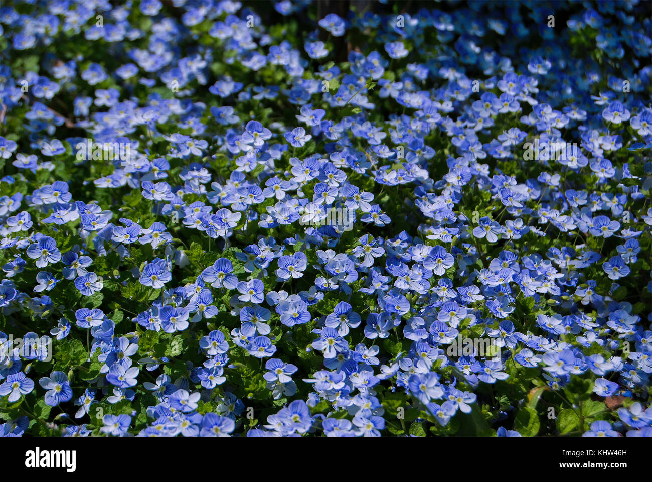 A large field of blue forget-me-nots with green leaves Stock Photo