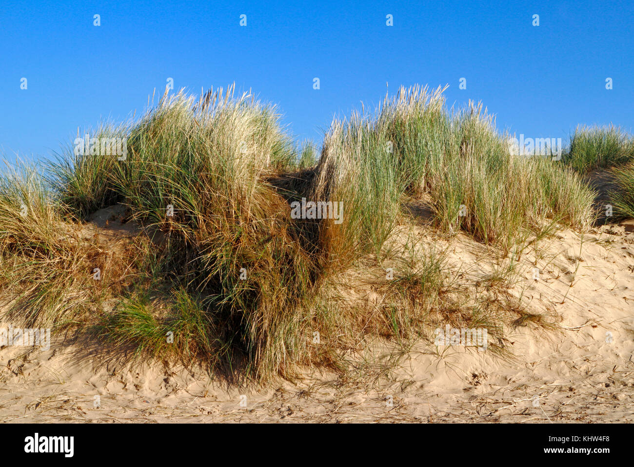 A view of marram grass, Ammophilia arenaria, on sand dunes on the North Norfolk coast at Holkham, Norfolk, England, United Kingdom. Stock Photo