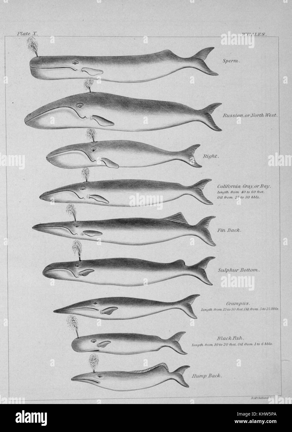 Plate depicting various types of Whales. (Top to bottom) Sperm Whale, Blue Whale (Russian Whale), Right Whales, Gray Whale, Fin Whale, Sulphur Bottom Whale (Blue Whale), Killer Whale (Grampus Whale and Blackfish Whale), Humpback Whale. Dated 19th Century Stock Photo