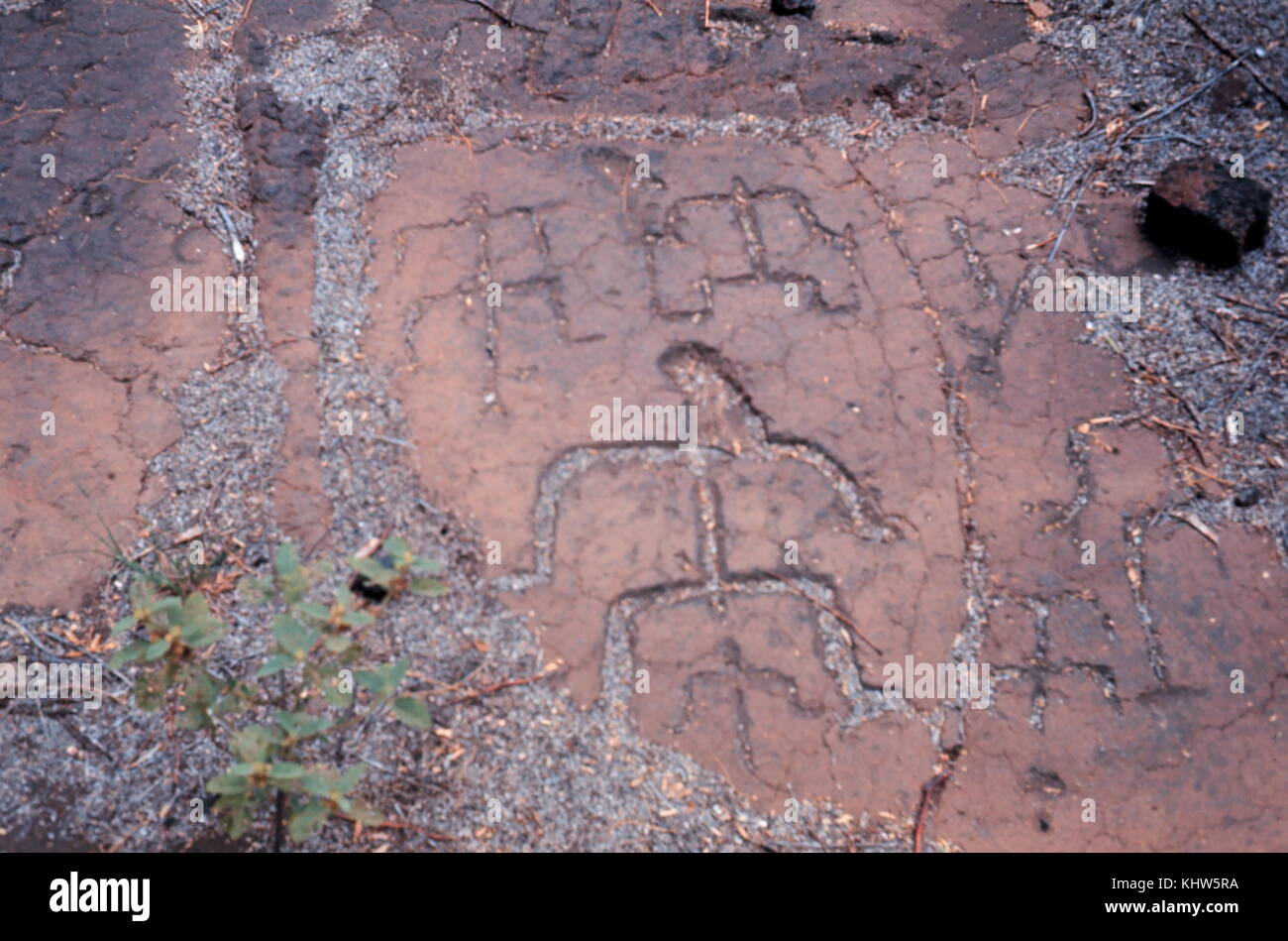 Photograph of Petroglyphs in Hawaii. Petroglyphs are images created by removing part of a rock surface by incising, picking, carving, or abrading, as a form of rock art. Dated 20th Century Stock Photo