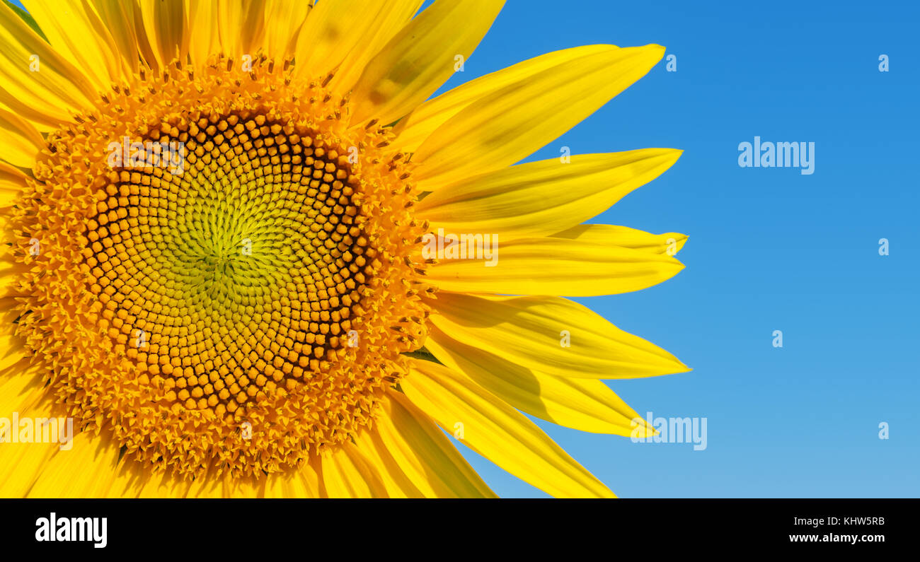 part of sunflower on blue sky background Stock Photo - Alamy