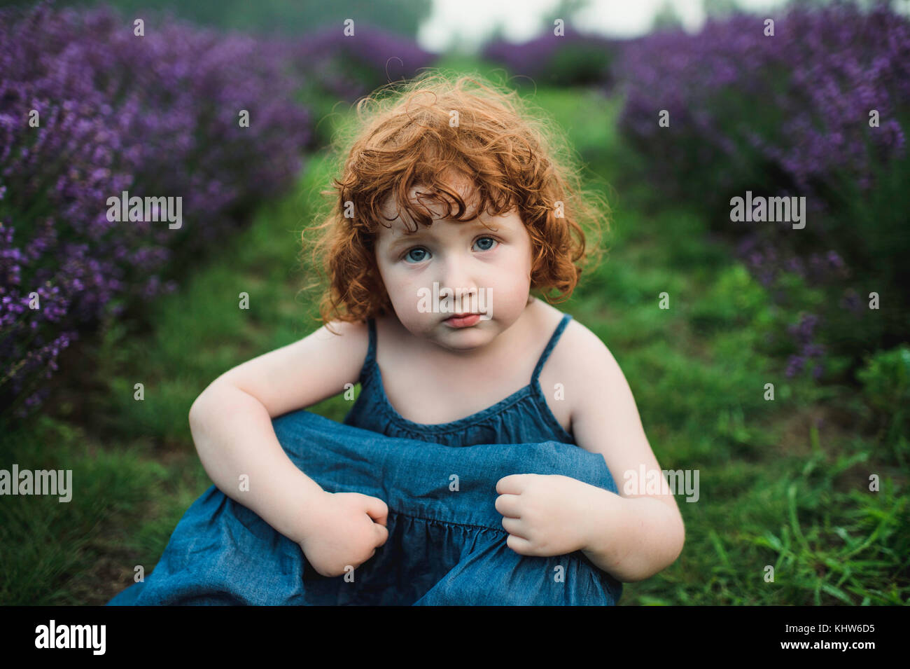 Toddler between rows of lavender, Campbellcroft, Canada Stock Photo