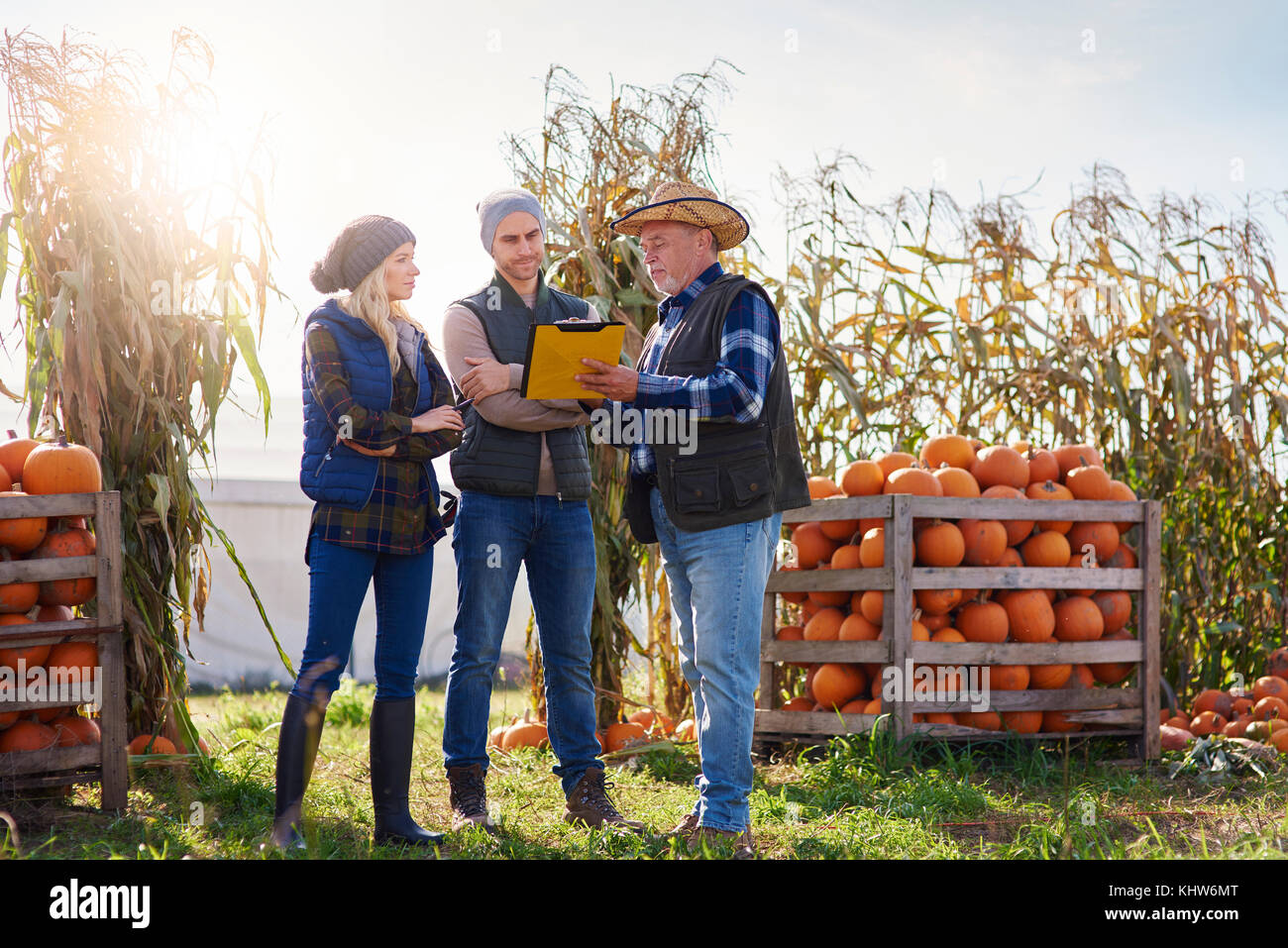 Farmers working at pumpkin farm Stock Photo Alamy