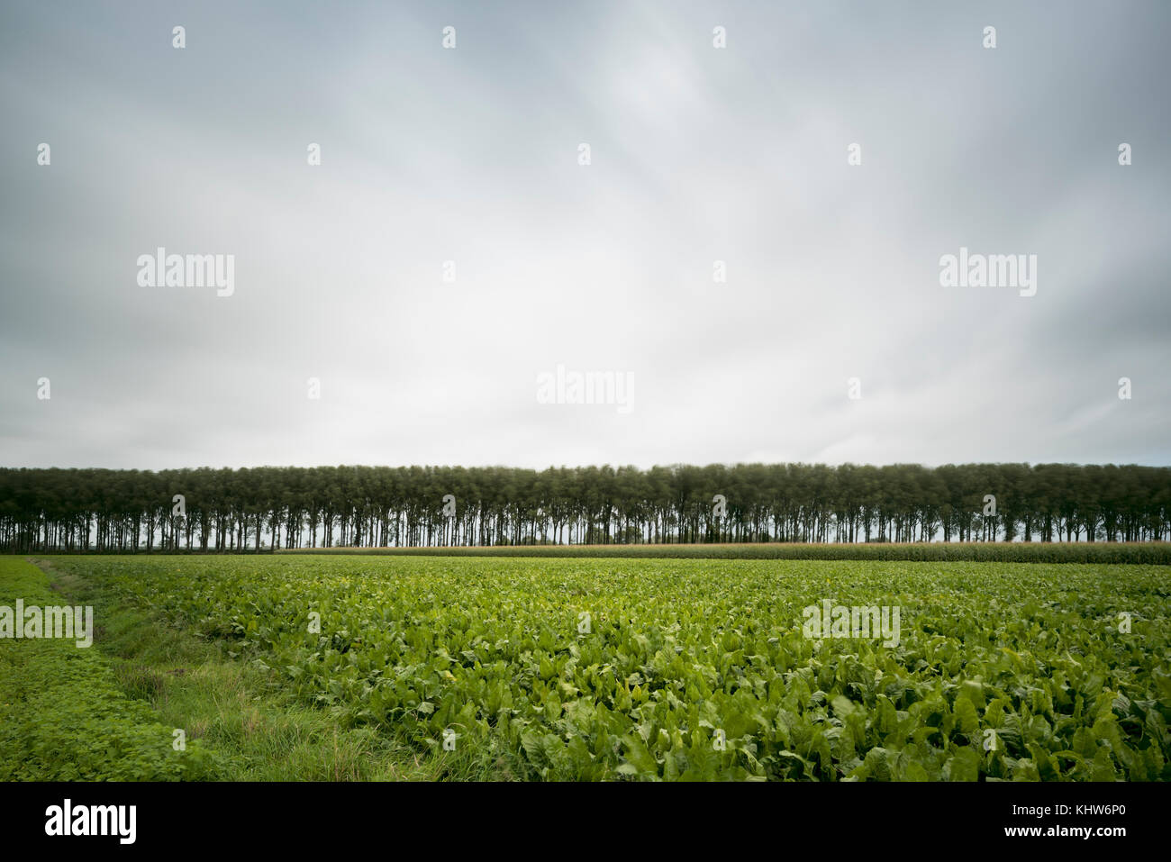 Row of trees along Leopold Canal, Damme, West Flanders, Belgium Stock Photo