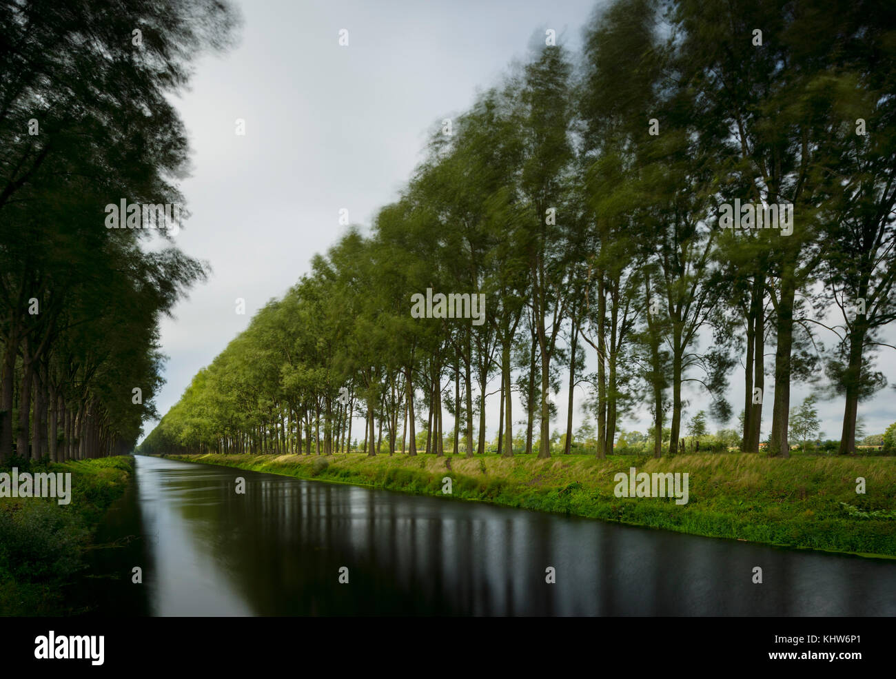 Trees on a stormy day, Leopold Canal,  Damme, West Flanders, Belgium Stock Photo