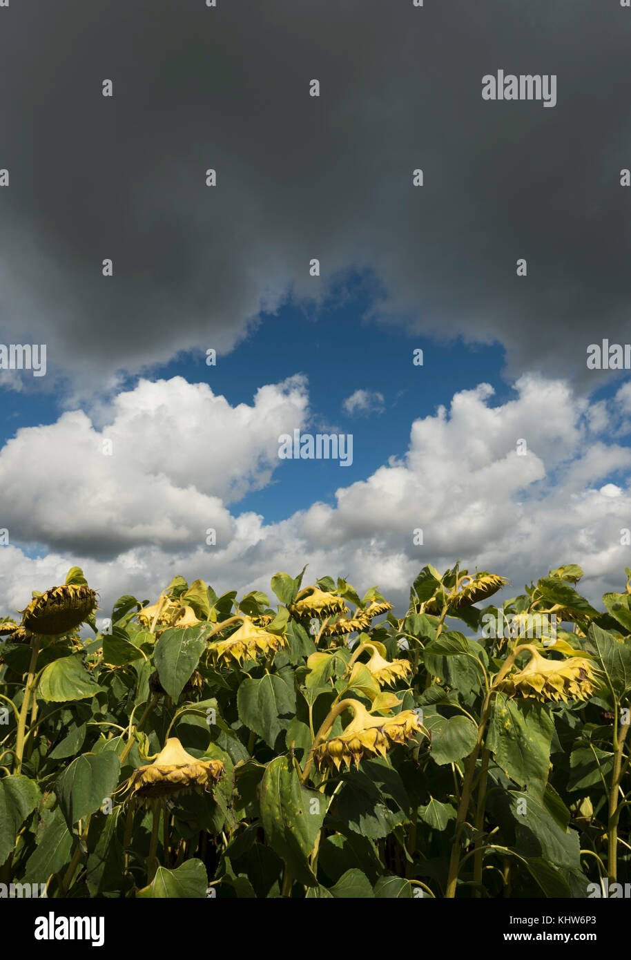 Drooping sunflowers under cloud, Damme, West Flanders, Belgium Stock Photo