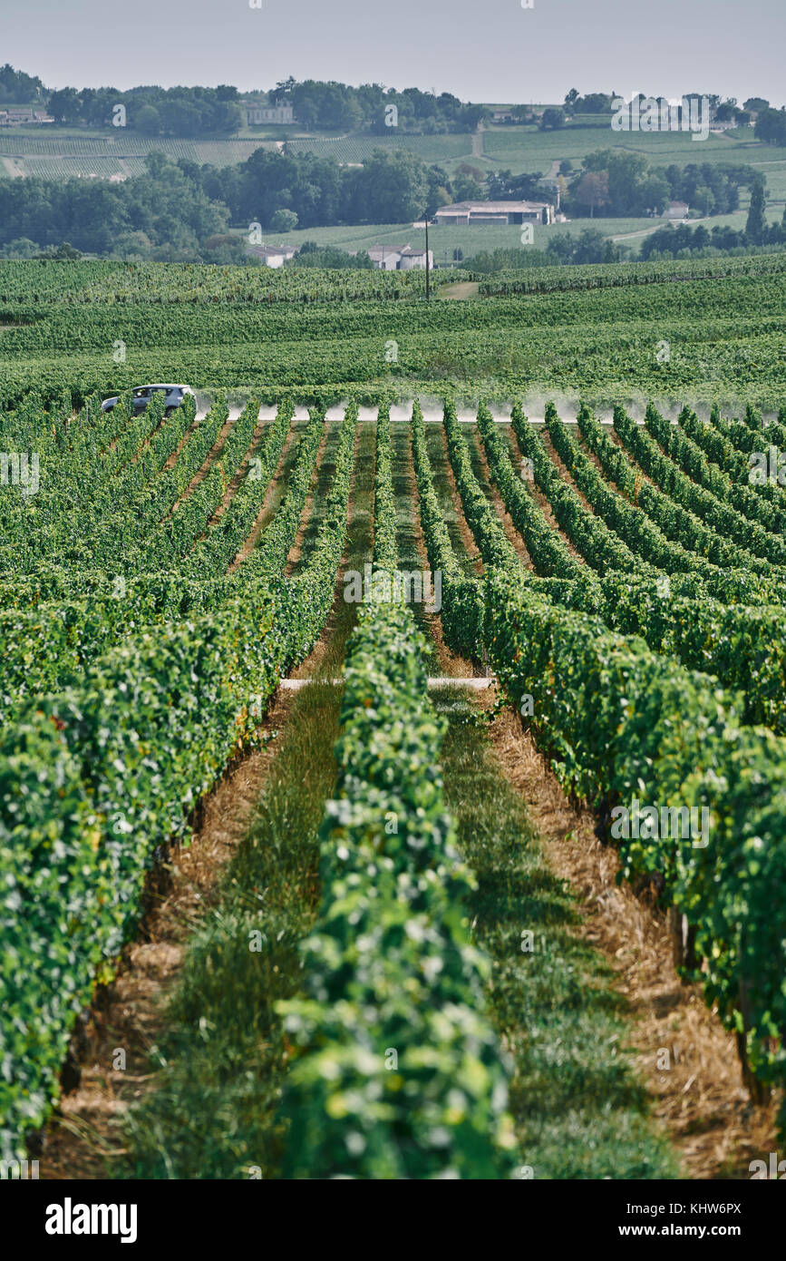 Landscape view of vineyard and grapevines, Bergerac, Aquitaine, France Stock Photo