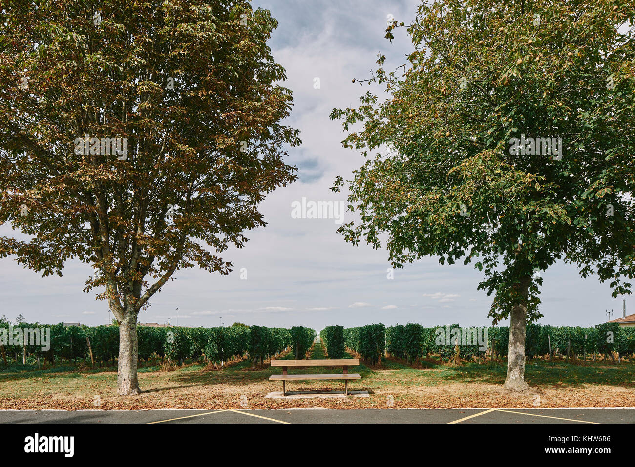 Park bench in front of vineyard, Bergerac, Aquitaine, France Stock Photo