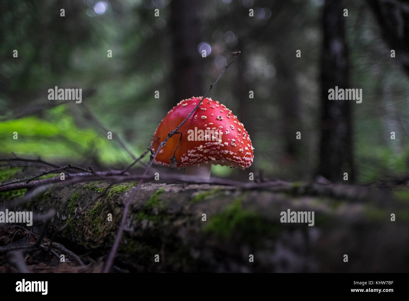 Fly agaric mushroom (Amanita muscaria) growing in rural setting, close-up Stock Photo