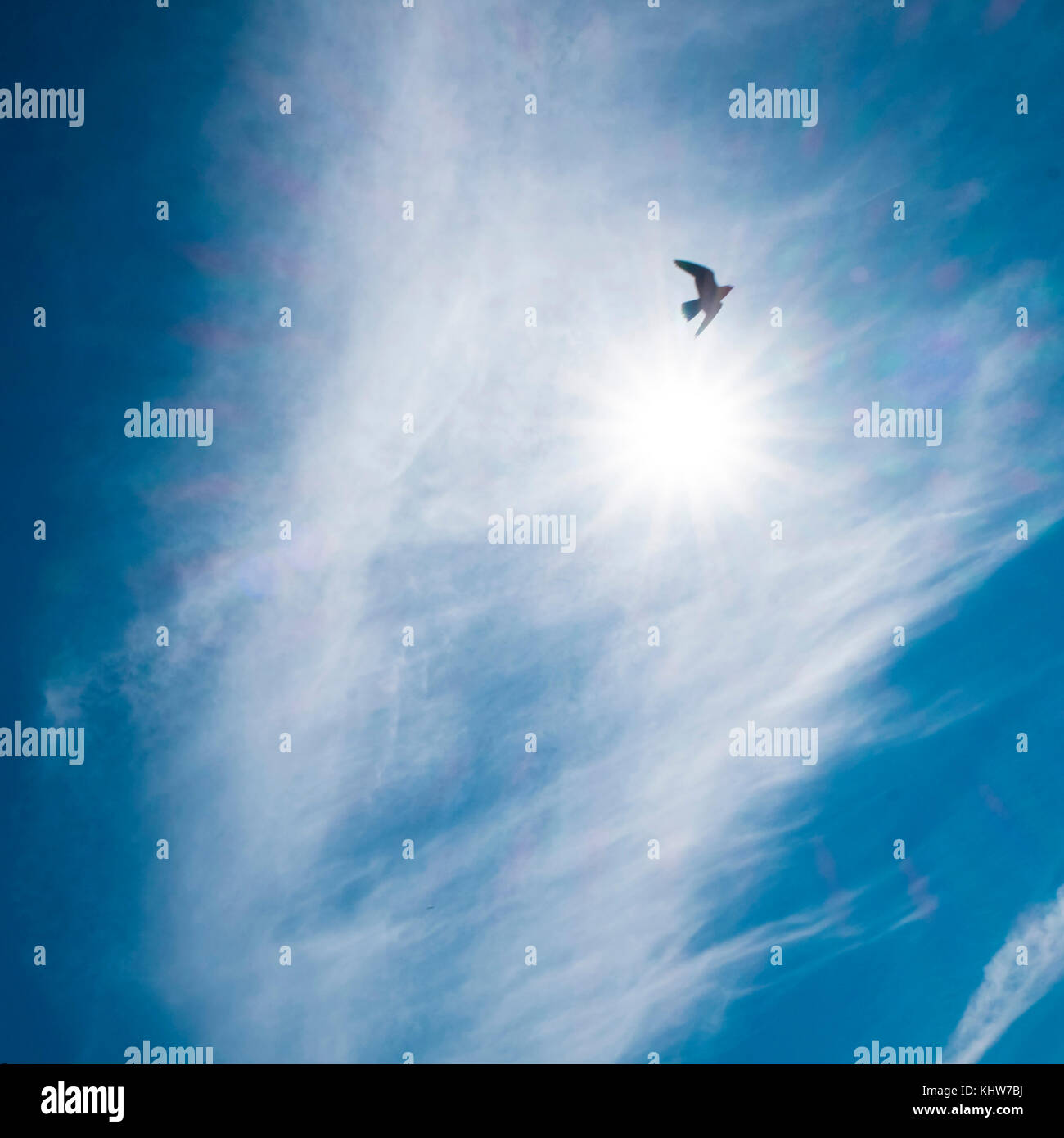 Single bird flying in sky, low angle view, Ural, Sverdlovsk, Russia, Europe Stock Photo