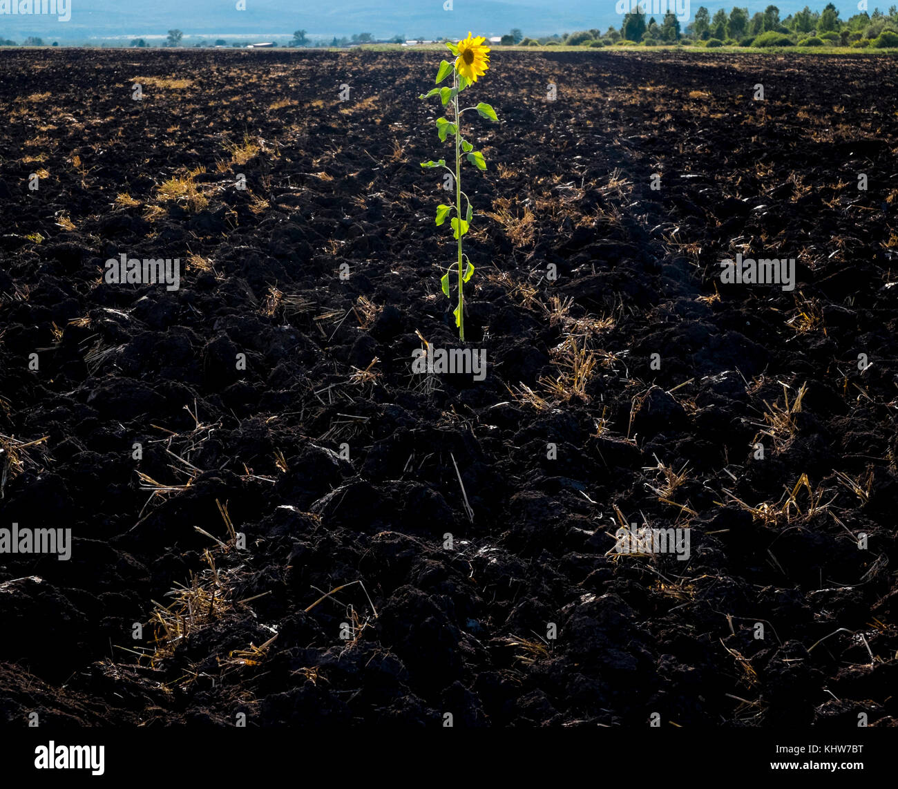 Single sunflower growing in cultivated land, Ural, Sverdlovsk, Russia, Europe Stock Photo
