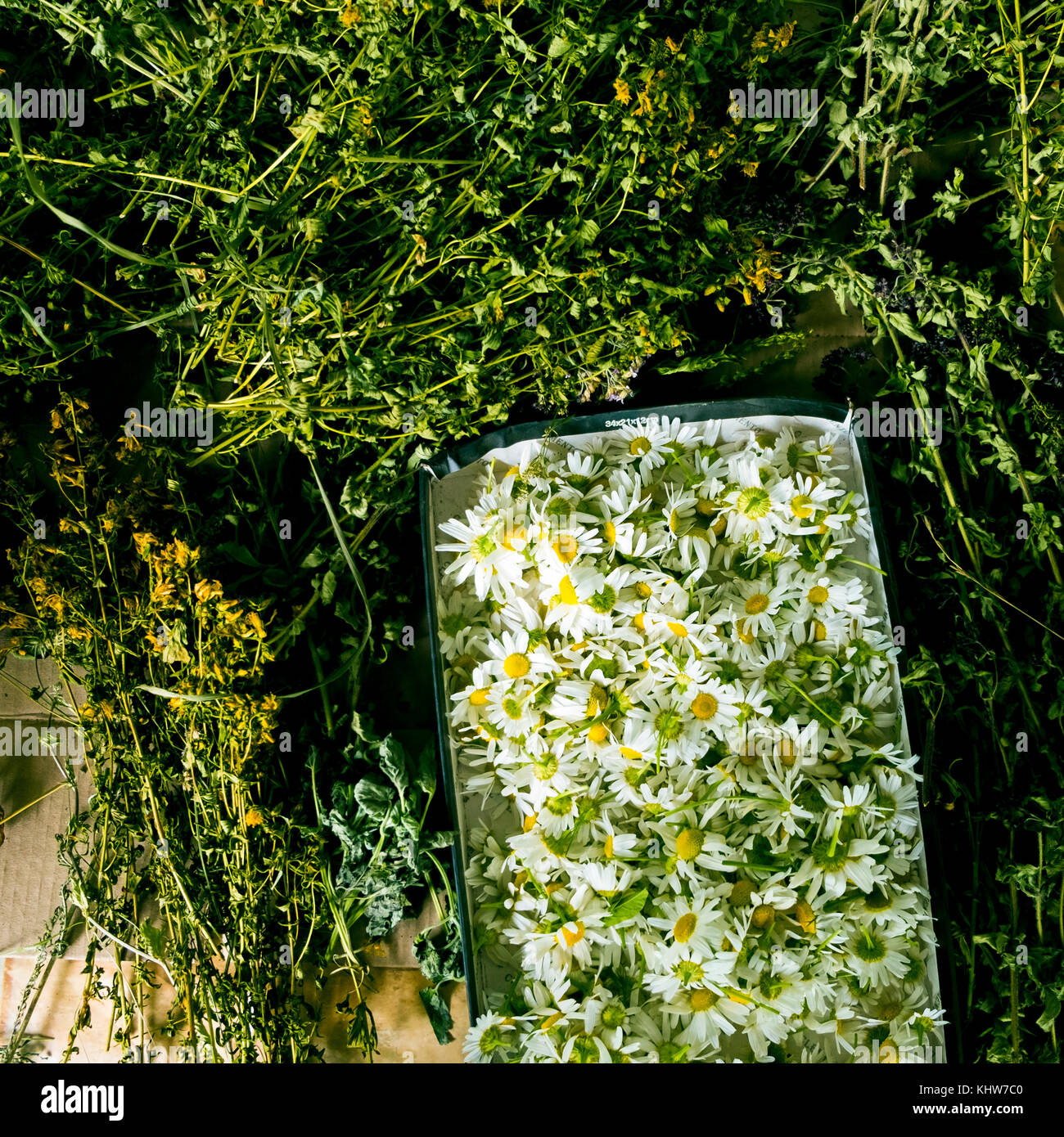 Box of freshly picked flowers, overhead view, Ural, Sverdlovsk, Russia, Europe Stock Photo