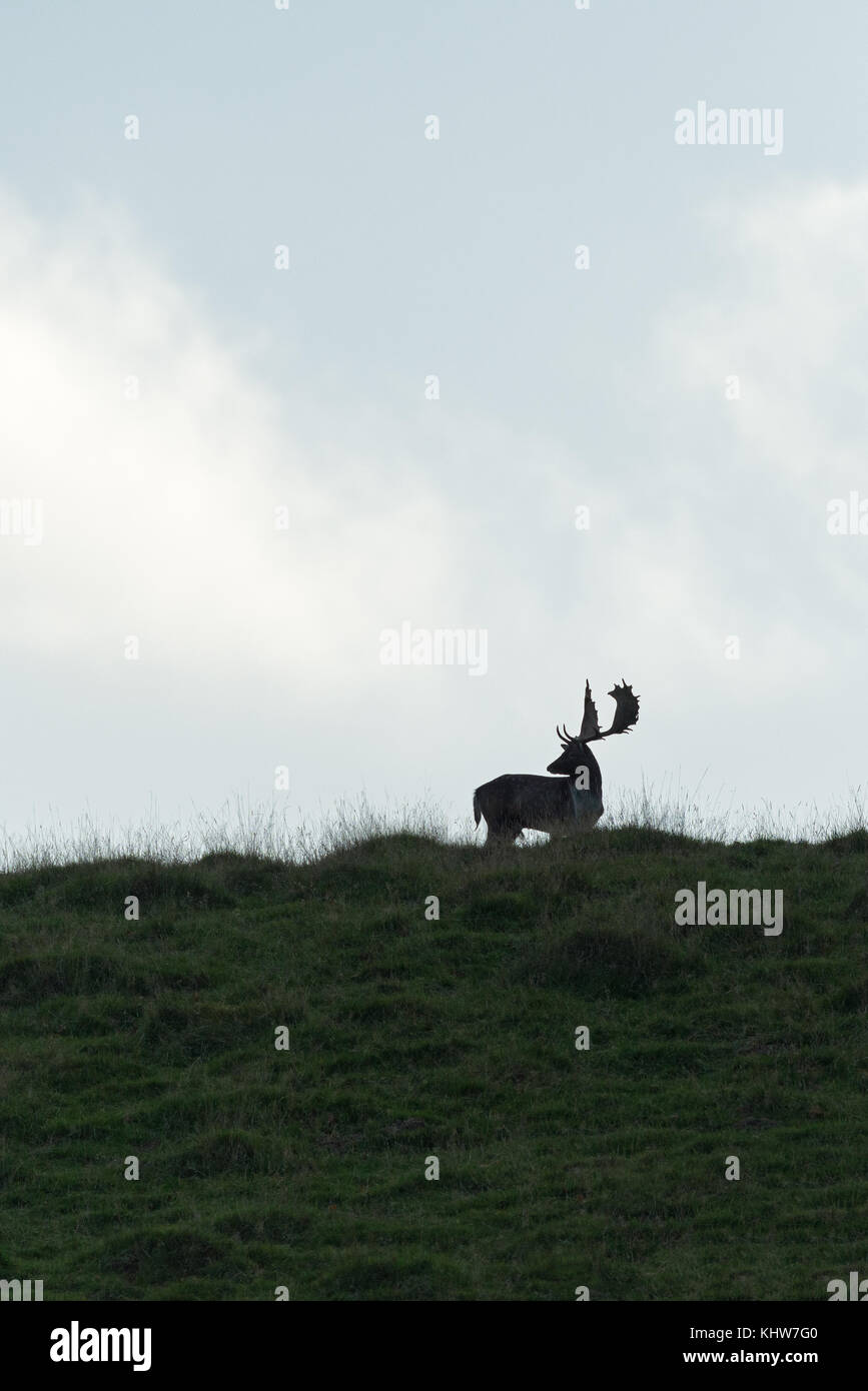 A male, buck, Fallow Deer ( Dama dama, Cervidae)  silhouetted on a hilltop during the rutting season. Stock Photo