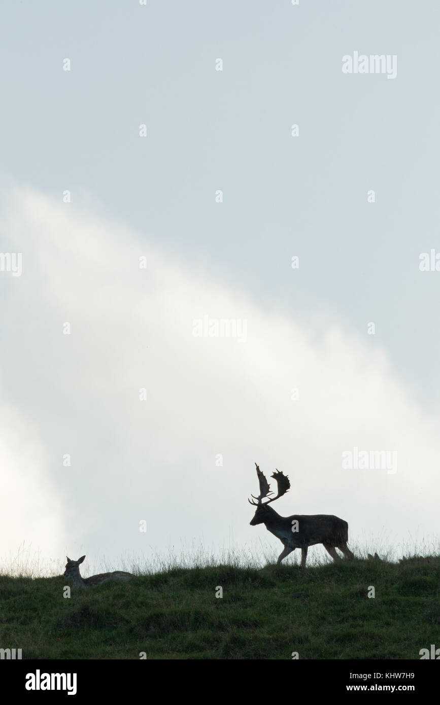 A buck and a doe Fallow Deer ( Dama dama, Cervidae)  silhouetted on a hilltop during the rutting season. Stock Photo