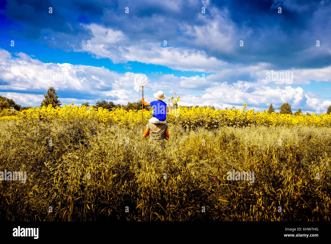 Father carrying son on shoulders, walking through field of sunflowers,  rear view, Ural, Sverdlovsk, Russia, Europe Stock Photo