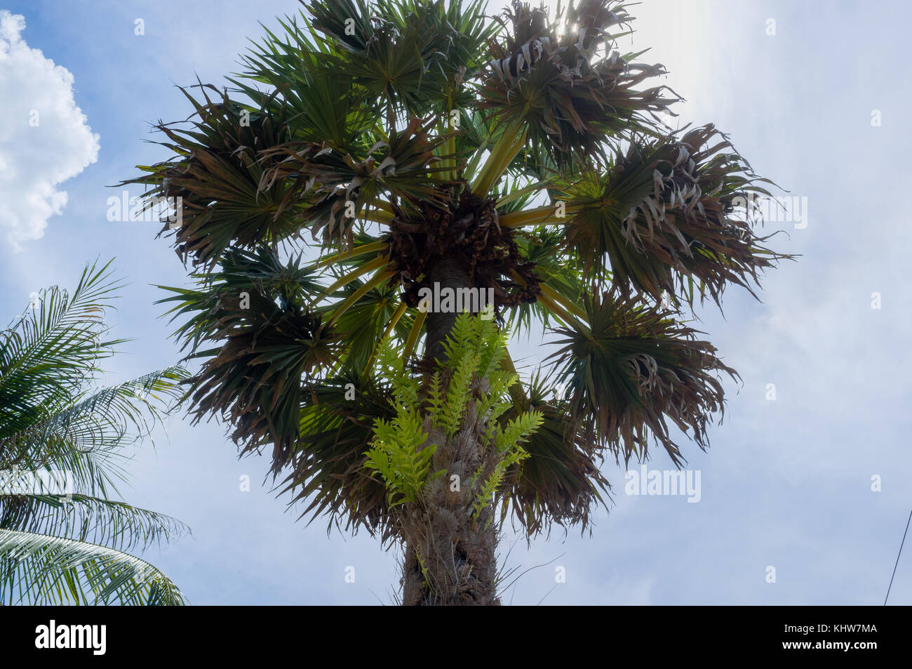 Palm tree with orchids growing in Wat Kbal Damrei (means Elephant's head in Khmer) in Kampong Chhnang, Cambodia Stock Photo