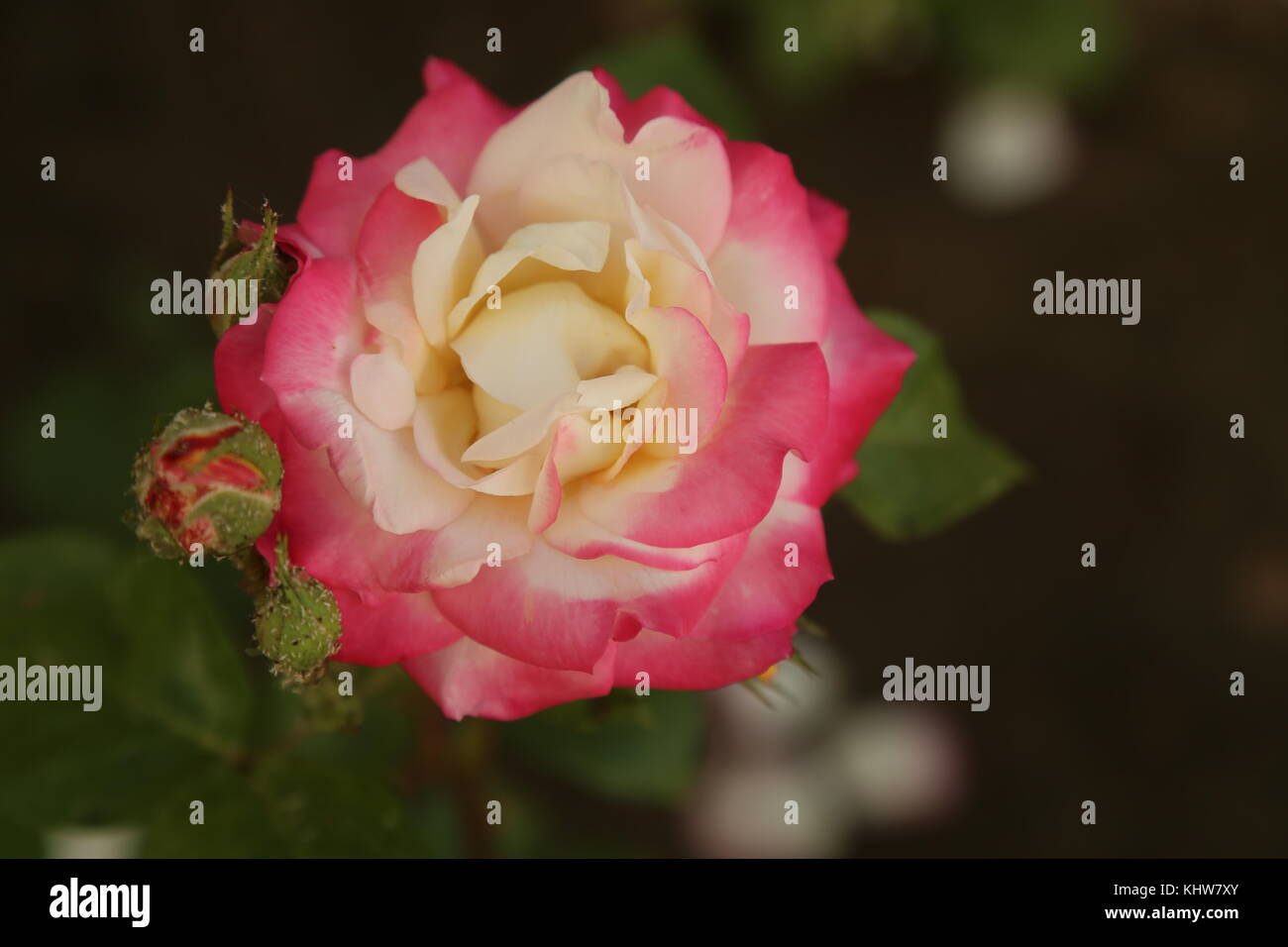 Rose Detail, Macro Flower. Pink and White Rose Closeup Details Stock Photo