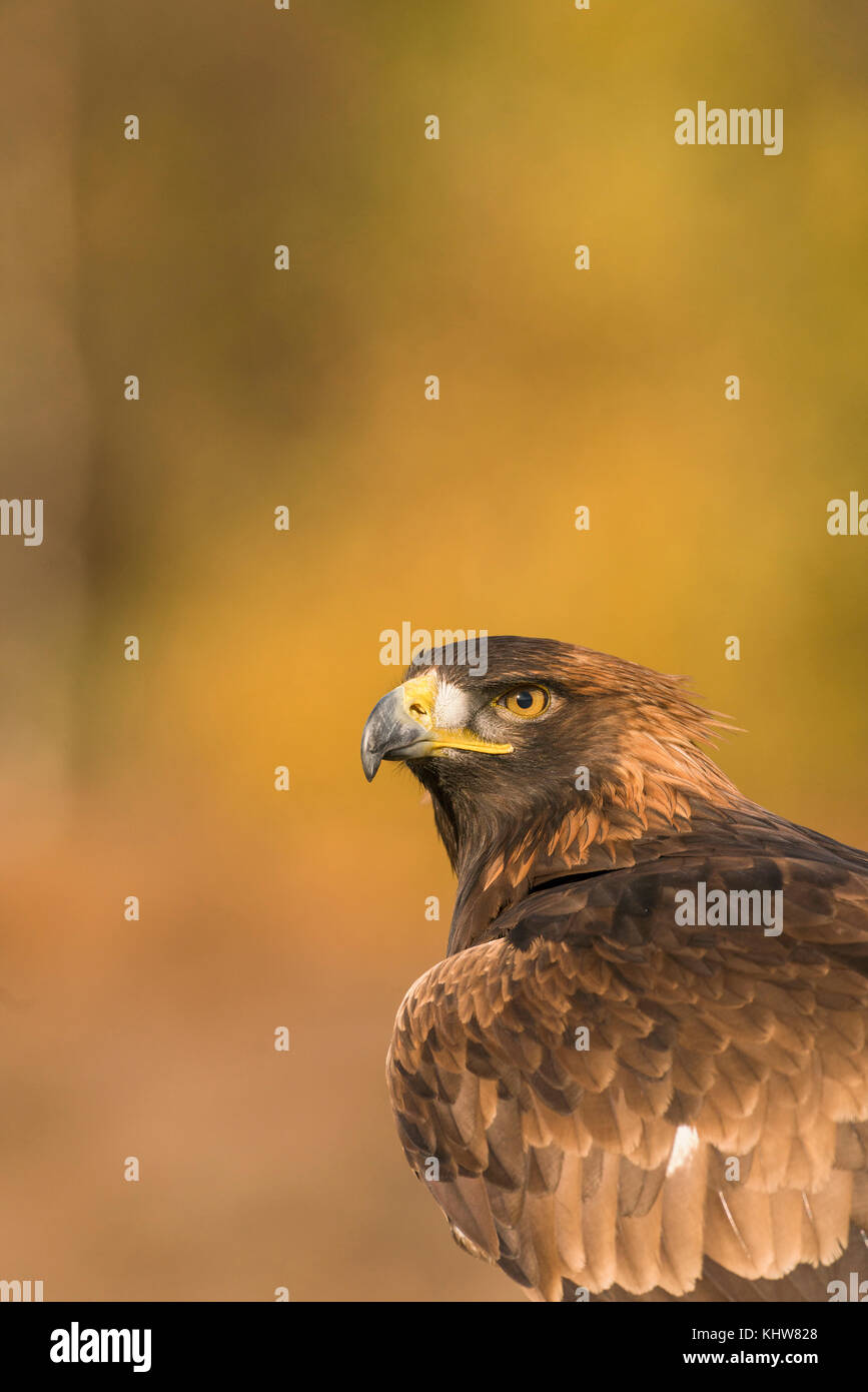Golden Eagle,Aquila chrysaetos,with the colors of late Autumn in the background, close up portrait of head and upper body, golden diffuse background Stock Photo
