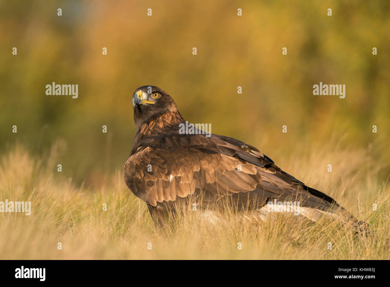 Golden eagle,  Aquila chrysaetosin low ,late Autumnal light,in rough pasture land,against a background of diffuse silver birch Stock Photo