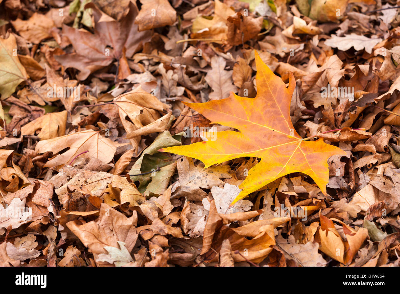 Sycamore leaves on ground hi-res stock photography and images - Alamy