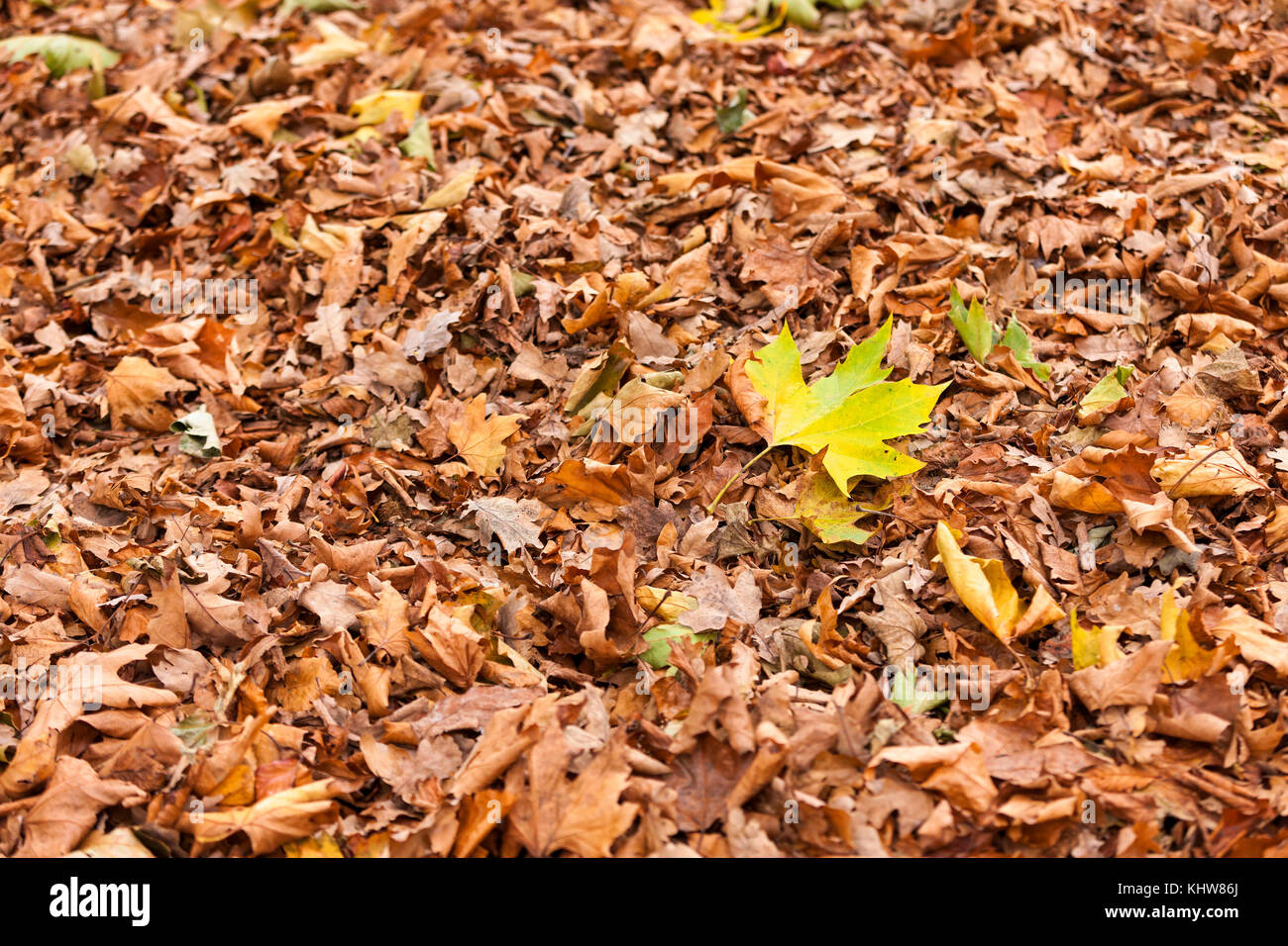 Sycamore leaves on ground hi-res stock photography and images - Alamy