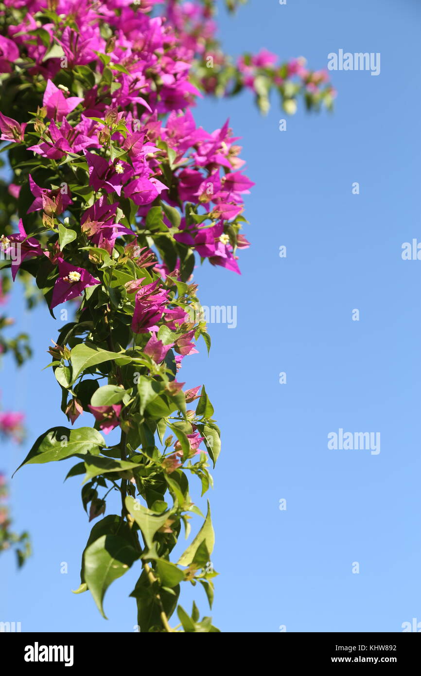Pink Flower in Sky Stock Photo