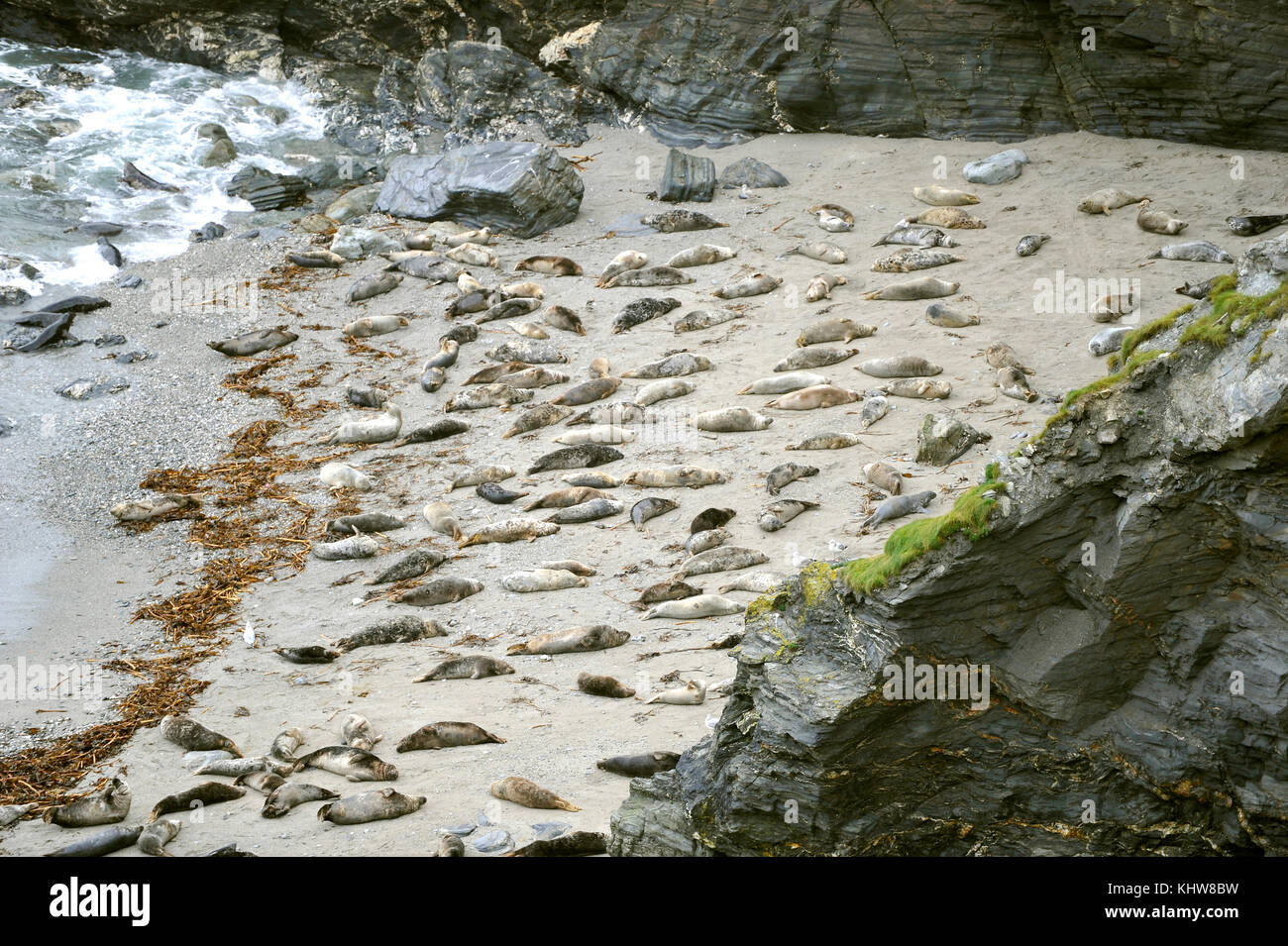 Godrevy Bay Cornwall November 2017 Grey Seals on the sheltered beach