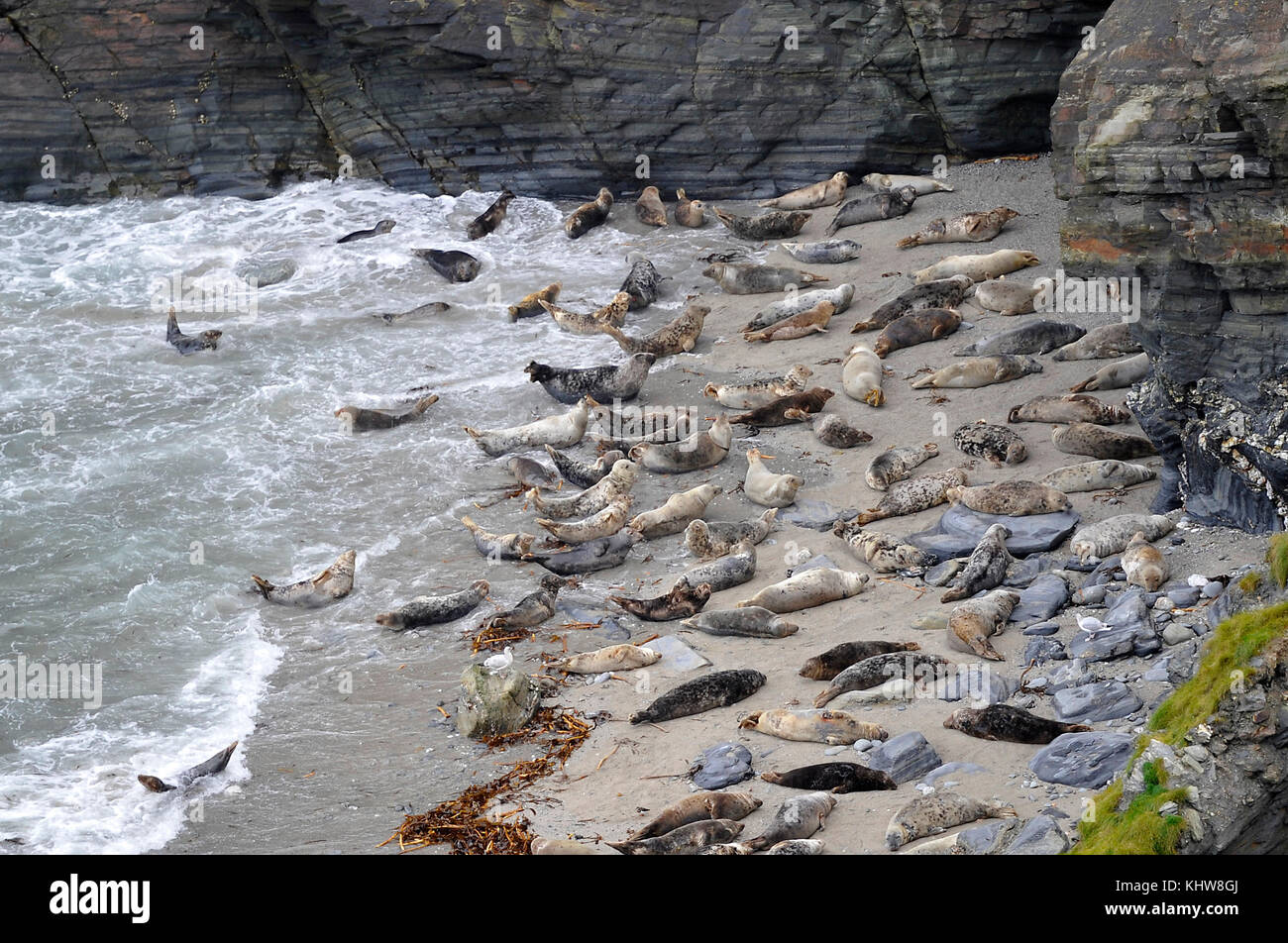 Godrevy Bay Cornwall November 2017 Grey Seals on the sheltered beach