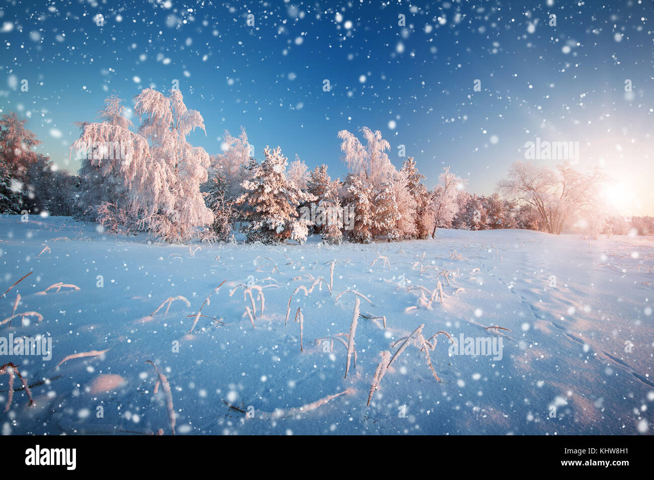 Tree in winter landscape Stock Photo - Alamy