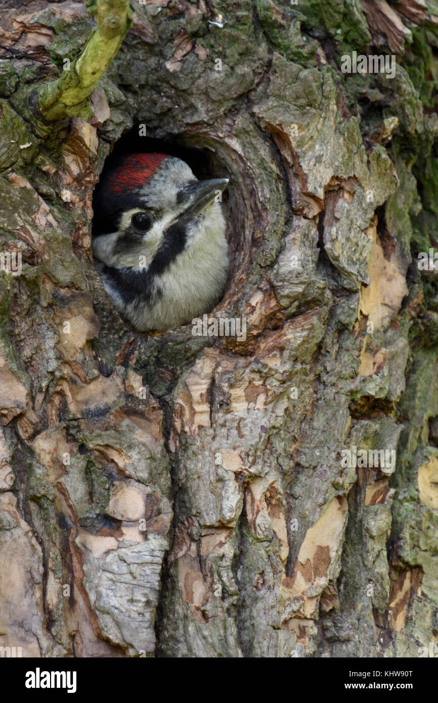 Greater / Great Spotted Woodpecker / Buntspecht ( Dendrocopos major ), juvenile, chick, looking out of nest hole, Europe. Stock Photo