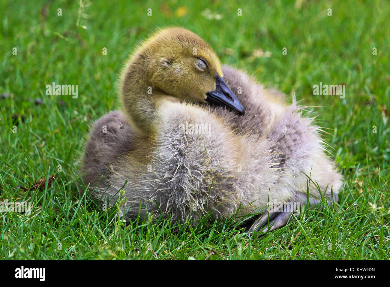 Canada goose adolescent hires stock photography and images Alamy