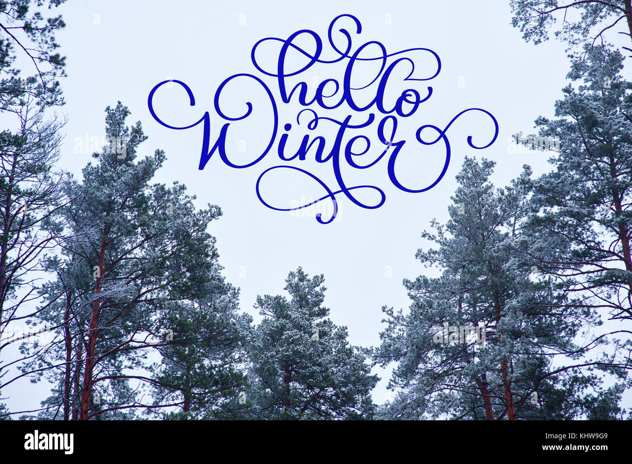 Hello Winter calligraphy text on a greeting card with a snow-covered forest of Christmas trees Stock Photo