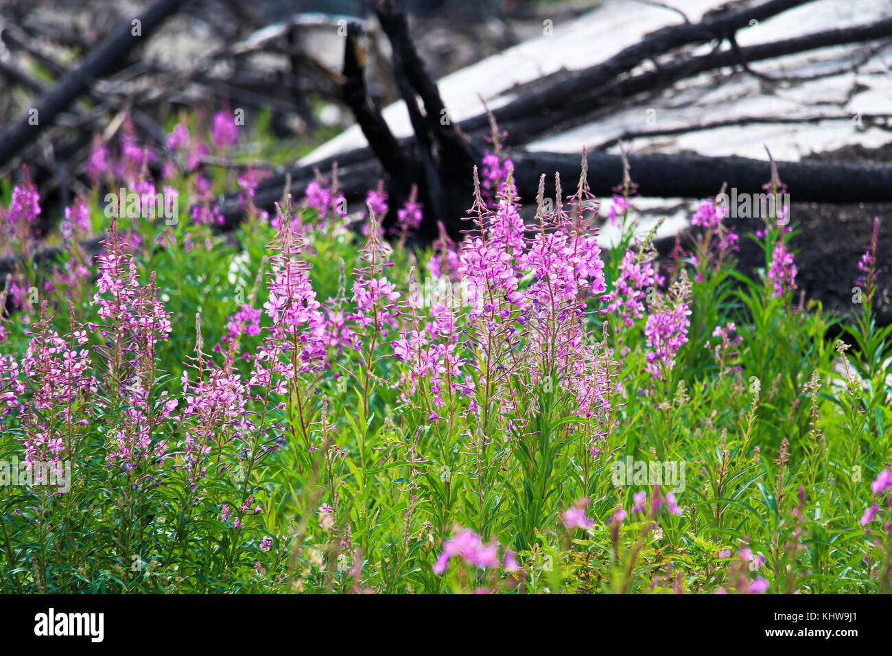Wild flowers after forest fire hires stock photography and images Alamy