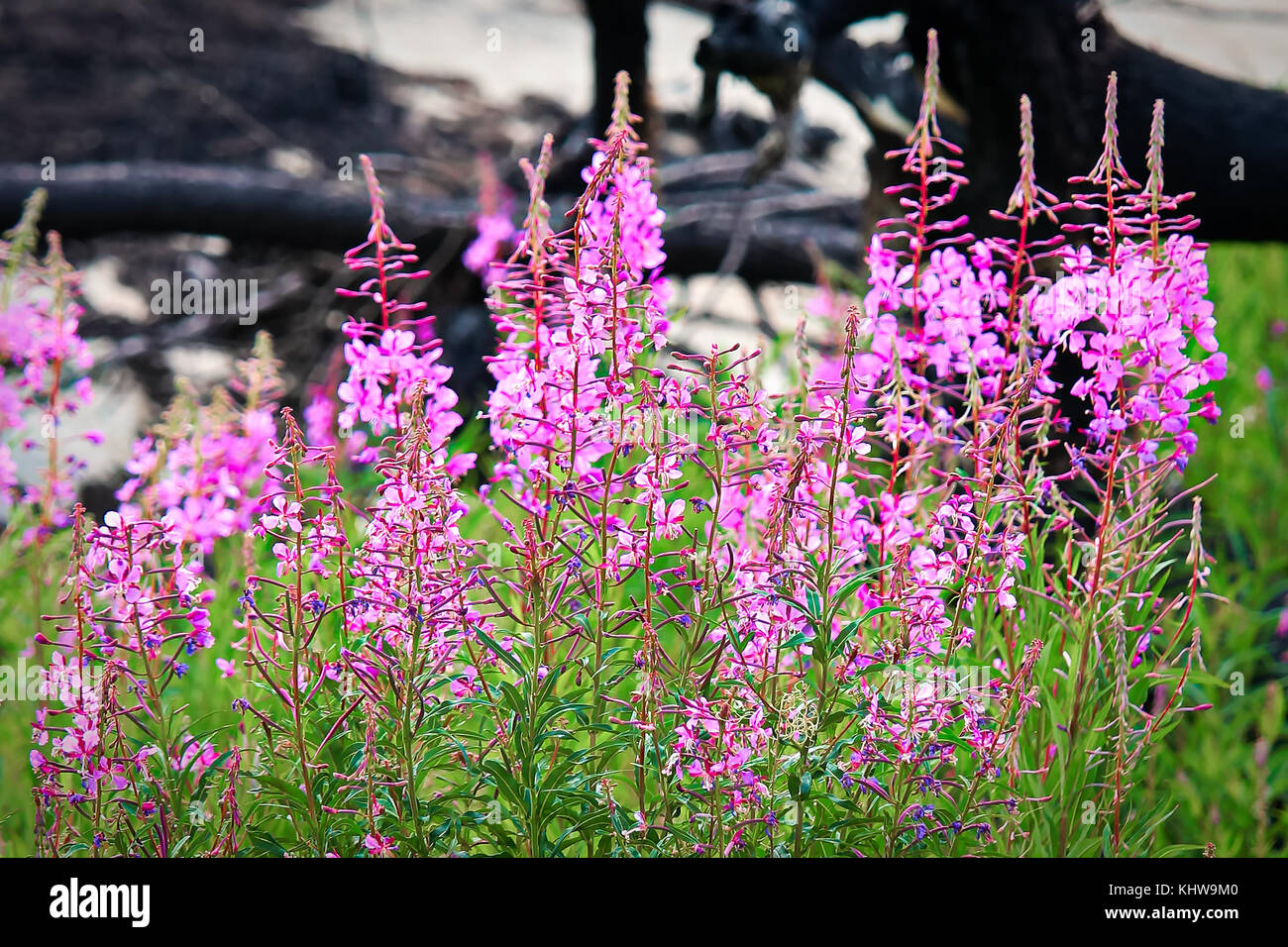 Wild flowers after forest fire hires stock photography and images Alamy