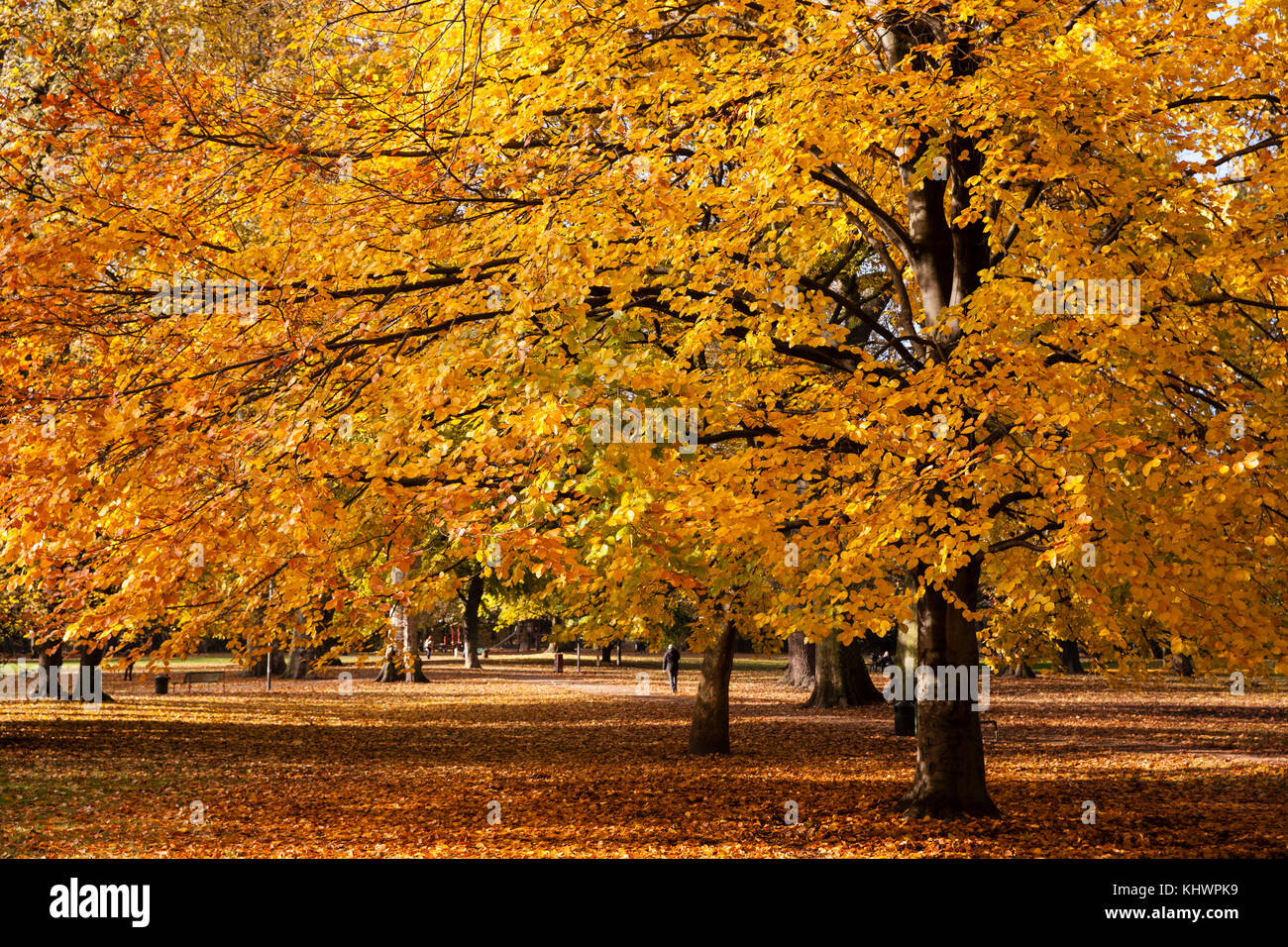 Germany, Cologne, autumn in the Stadtgarten (town garden). Deutschland, Koeln, Herbst im