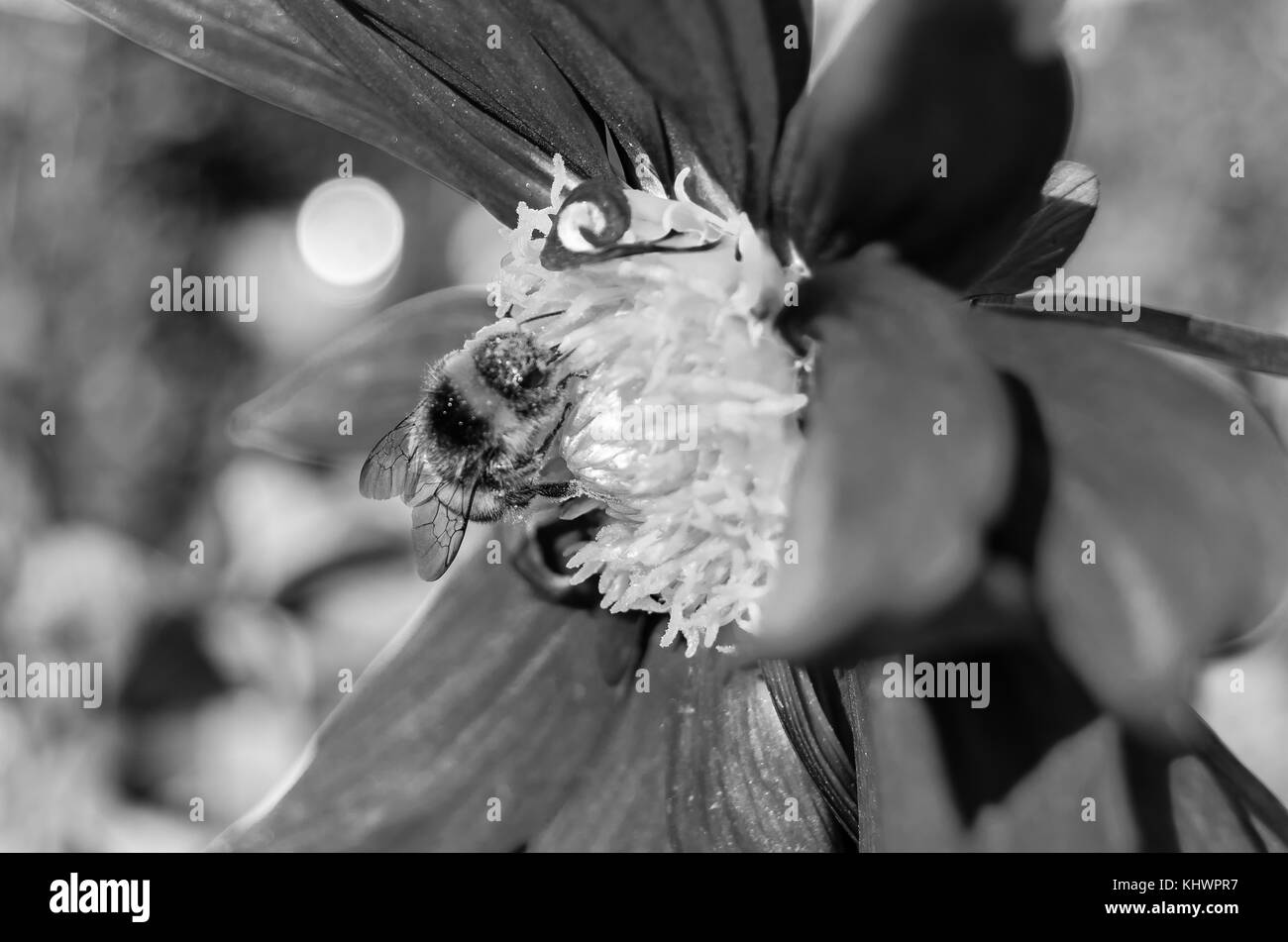 Black and white closeup image of a bumble bee and Dahlia flower Stock Photo