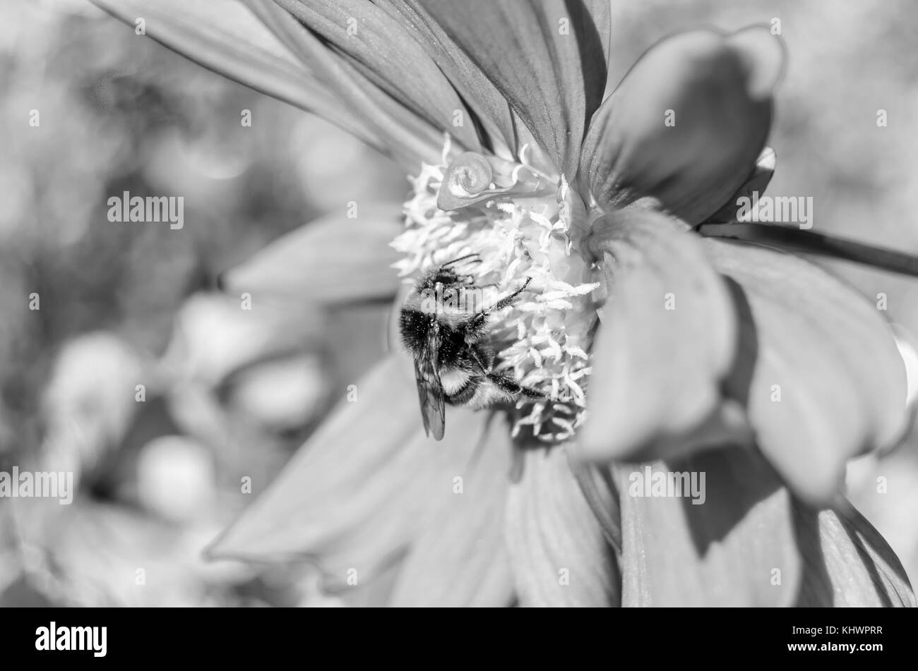 Black and white closeup image of a bumble bee and Dahlia flower Stock Photo