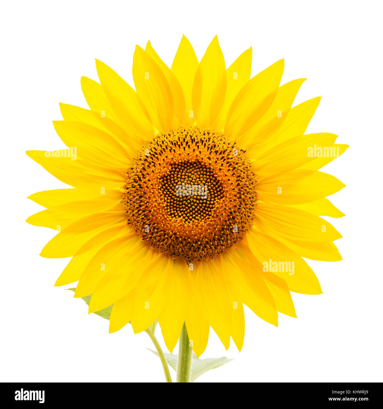 flower of sunflower on white background Stock Photo - Alamy