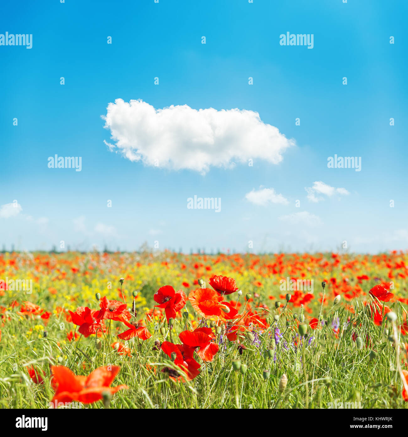 red flower of poppies on field and cloud in blue sky Stock Photo - Alamy