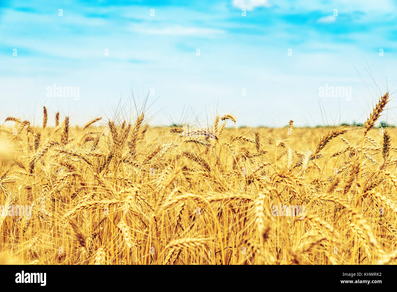 wheat field under blue sky with clouds. golden harvest. soft focus ...