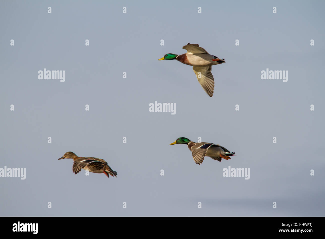 Two males a one female Mallard (Anus platyrhynchos) preparing to land with wings spread wide. Stock Photo
