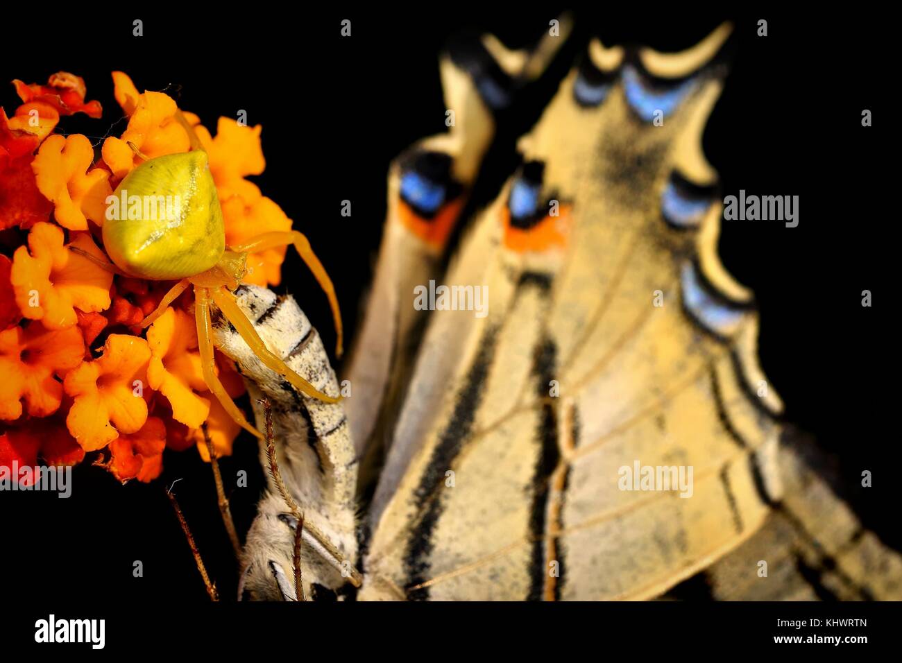 Spider (Thomisus onustus) with his butterfly prey Scarce Swallowtail (Iphiclides podalirius). Black background Stock Photo