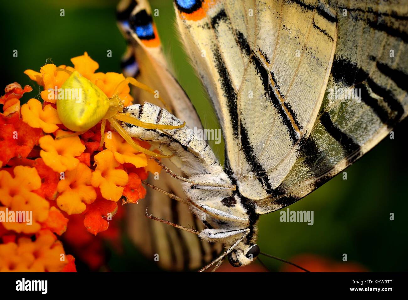 Spider (Thomisus onustus) with his butterfly prey Scarce Swallowtail (Iphiclides podalirius). Dark background Stock Photo