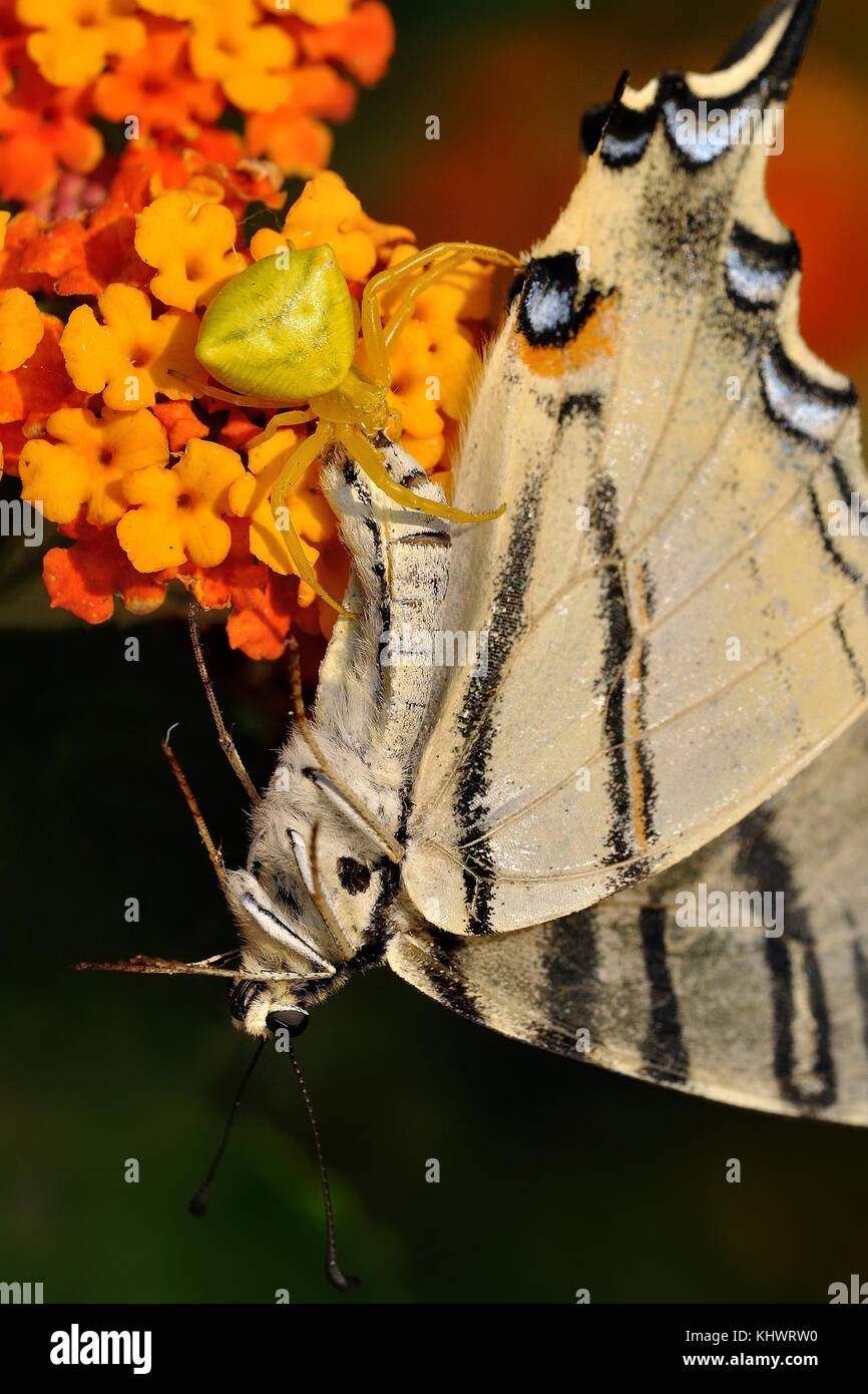 Spider (Thomisus onustus) with his butterfly prey Scarce Swallowtail (Iphiclides podalirius). Dark background Stock Photo