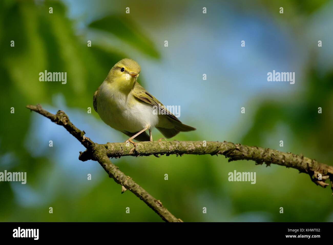 Wood Warbler - Phylloscopus sibilatrix is perching on the branch. Small forest bird sitting on the branch with green and blue background and with gree Stock Photo