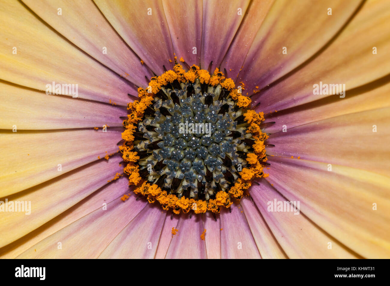 close-up view of a daisy flower (Dimorphotheca calendulacea) Stock Photo