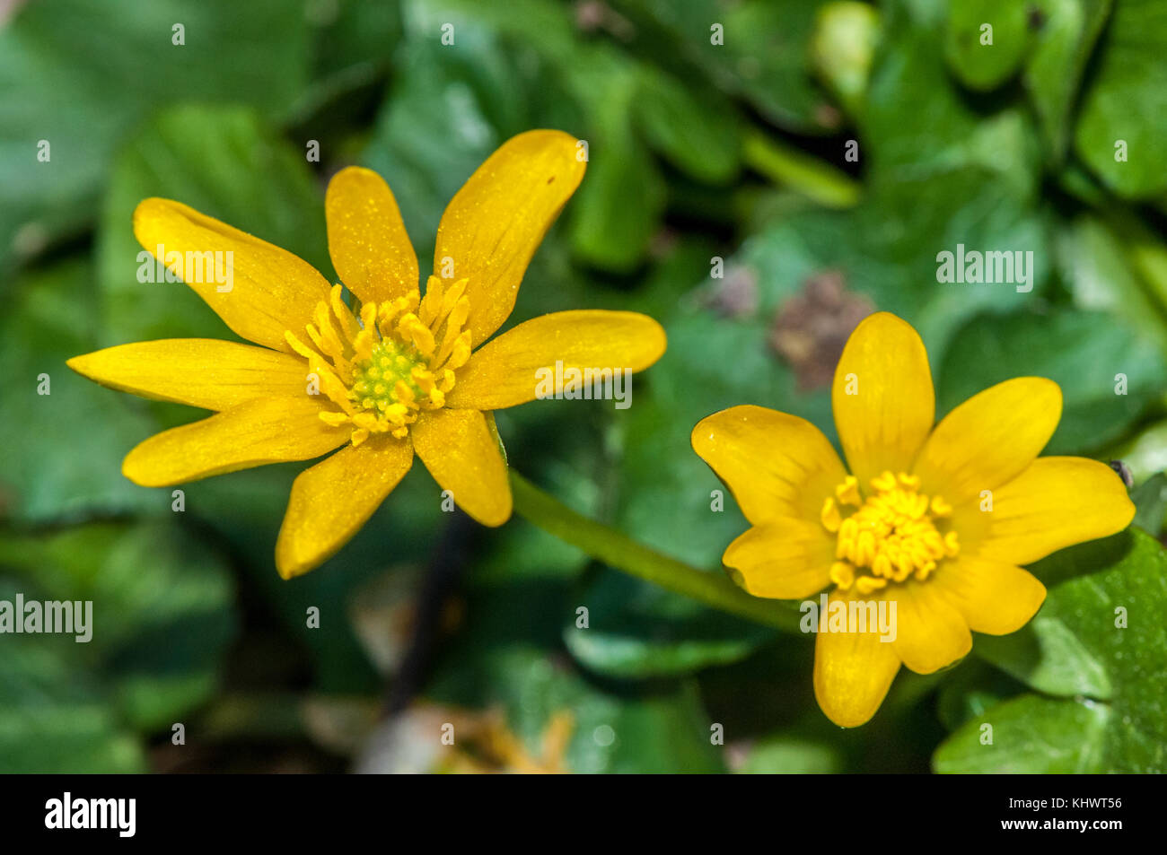 close-up view o a lesser celandine (Ranunculus ficaria) Stock Photo
