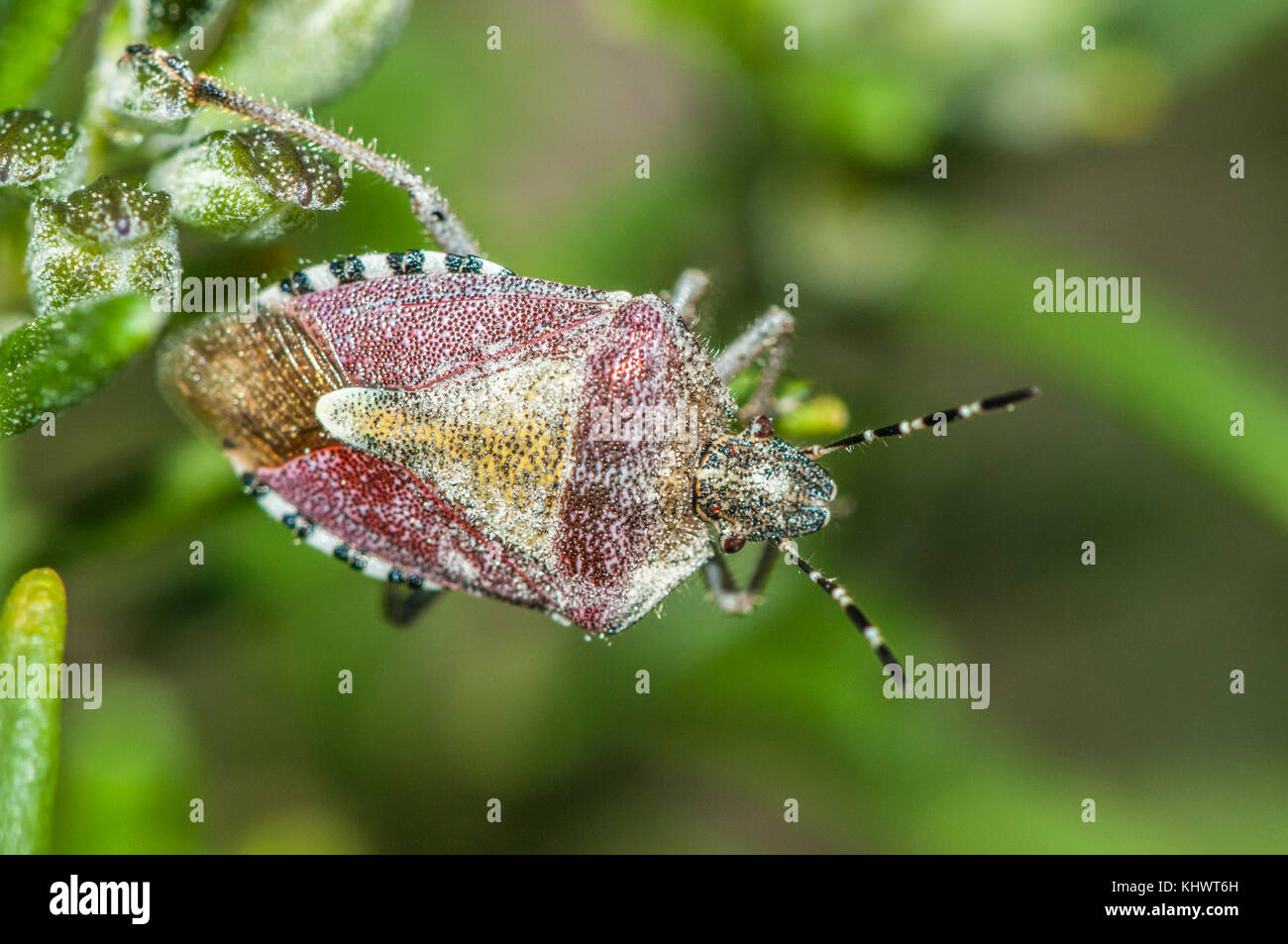 close-up view of a sloe bug (Dolycoris baccarum) Stock Photo