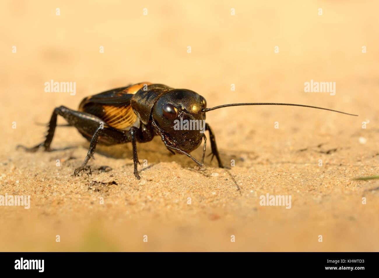 The field cricket - Gryllus campestris on the eath. Black cricket on the brown bright clay. Stock Photo