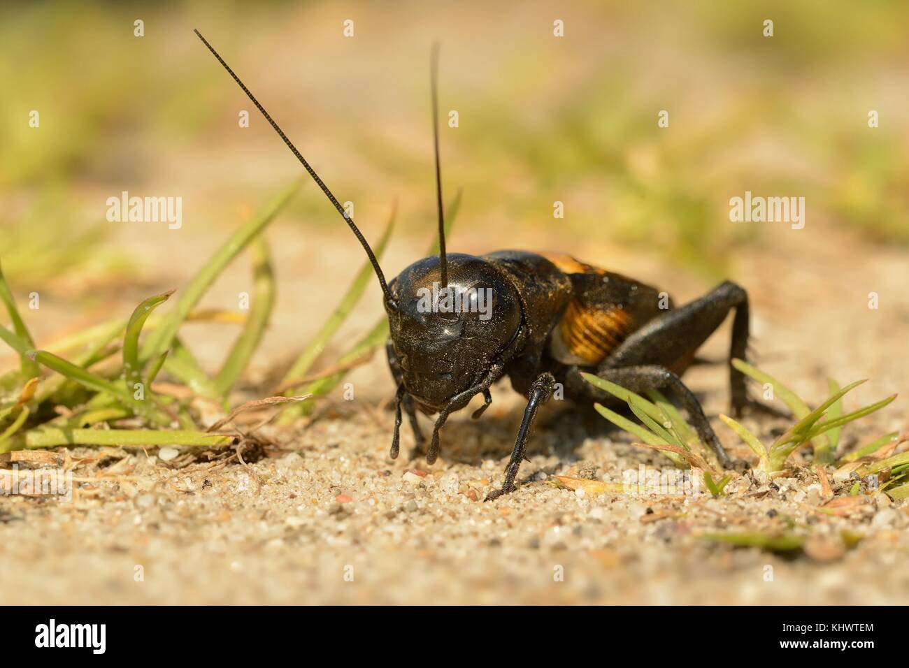 The field cricket - Gryllus campestris on the eath. Black cricket on the brown bright clay. Stock Photo